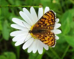 Attēlu rezultāti vaicājumam “Melitaea diamina upperside”