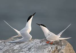 Image result for Sterna dougallii