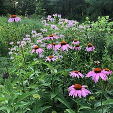 Attēlu rezultāti vaicājumam “Echinacea purpurea flower”