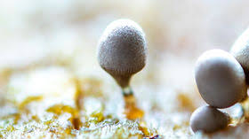 Attēlu rezultāti vaicājumam “Heterotrichia pomiformis (syn. Arcyria pomiformis)”