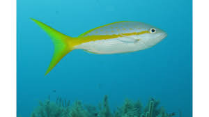 Image result for Ocyurus chrysurus