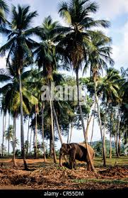 Image result for pinawella