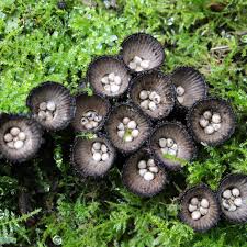 Attēlu rezultāti vaicājumam “Cyathus striatus”