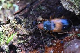 Attēlu rezultāti vaicājumam “Diachromus germanus”