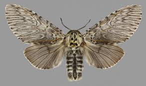 Attēlu rezultāti vaicājumam “Cerura vinula imago”