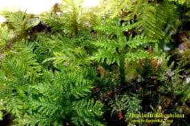 Attēlu rezultāti vaicājumam “Thuidium recognitum”