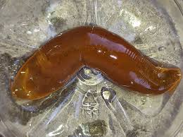 Attēlu rezultāti vaicājumam “Haemopis sanguisuga”