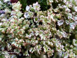 Attēlu rezultāti vaicājumam “Cladonia ramulosa”