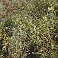 Attēlu rezultāti vaicājumam “Laserpitium pruthenicum”