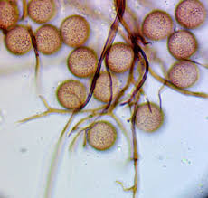 Attēlu rezultāti vaicājumam “Enerthenema papillatum young”