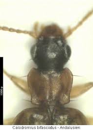 Attēlu rezultāti vaicājumam “Calodromius spilotus”