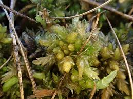 Attēlu rezultāti vaicājumam “Sphagnum platyphyllum”