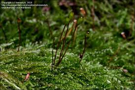 Attēlu rezultāti vaicājumam “Hypnum cupressiforme sporophyte”