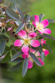 Attēlu rezultāti vaicājumam “Rosa glauca flower”
