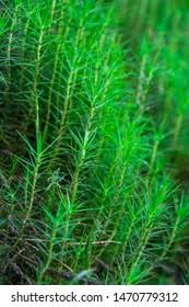 Attēlu rezultāti vaicājumam “Polytrichum commune var. perigoniale”