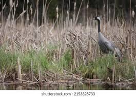 Attēlu rezultāti vaicājumam “Grus grus nest”