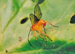 Attēlu rezultāti vaicājumam “Ichneumonidae”