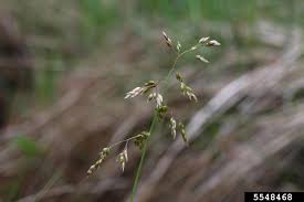 Attēlu rezultāti vaicājumam “Hierochloe odorata”