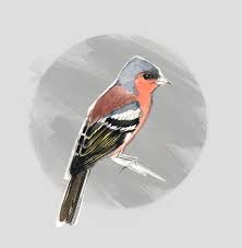 Attēlu rezultāti vaicājumam “Fringillidae”