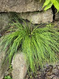 Attēlu rezultāti vaicājumam “Carex echinata”