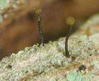 Attēlu rezultāti vaicājumam “Chaenotheca laevigata”