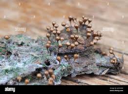 Attēlu rezultāti vaicājumam “Hemitrichia decipiens spores”