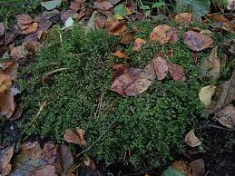 Attēlu rezultāti vaicājumam “Pseudobryum cinclidioides”