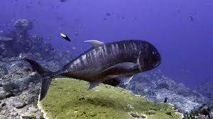 Image result for Caranx ignobilis