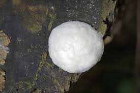 Attēlu rezultāti vaicājumam “Reticularia lycoperdon”