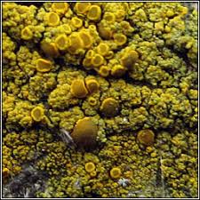 Attēlu rezultāti vaicājumam “Candelariella sp.”