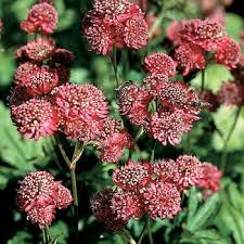 Image result for Astrantia majon `Abbey Road`