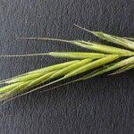 Attēlu rezultāti vaicājumam “Brachypodium sylvaticum fruit”