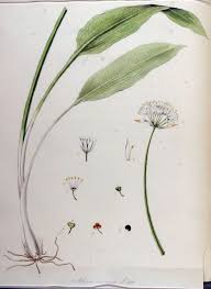 Attēlu rezultāti vaicājumam “Allium ursinum leaf”