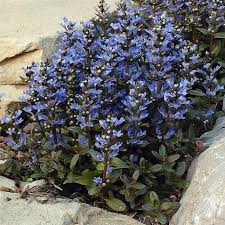 Attēlu rezultāti vaicājumam “Ajuga reptans flower”