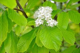 Attēlu rezultāti vaicājumam “Sorbus alnifolia”