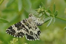 Attēlu rezultāti vaicājumam “Epirrhoe tristata imago”