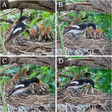 Attēlu rezultāti vaicājumam “Ficedula hypoleuca male”