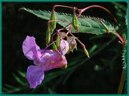 Attēlu rezultāti vaicājumam “Impatiens glandulifera leaf”