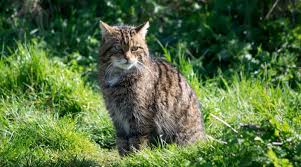 Attēlu rezultāti vaicājumam “Felis silvestris catus juvenile”