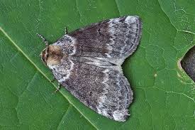 Attēlu rezultāti vaicājumam “Tetheella fluctuosa”