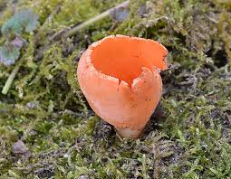 Attēlu rezultāti vaicājumam “Sarcoscypha austriaca var. lutea”