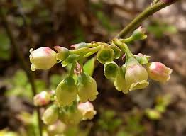 Attēlu rezultāti vaicājumam “Sedum pallidum bud”