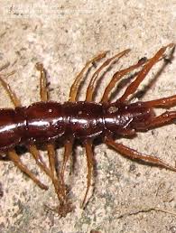 Attēlu rezultāti vaicājumam “Lithobius forficatus”