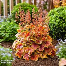 Image result for Heuchera `Midnight Rose`