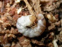 Attēlu rezultāti vaicājumam “Platycerus caraboides”