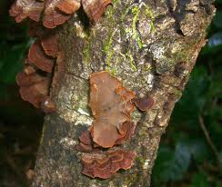 Attēlu rezultāti vaicājumam “Hymenochaete tabacina”