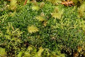 Attēlu rezultāti vaicājumam “Riccardia latifrons”