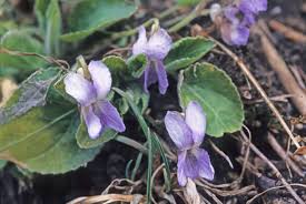 Attēlu rezultāti vaicājumam “Viola collina”