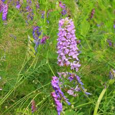 Attēlu rezultāti vaicājumam “Dactylorhiza majalis subsp. baltica bud”