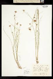 Attēlu rezultāti vaicājumam “Rhynchospora alba fruit”